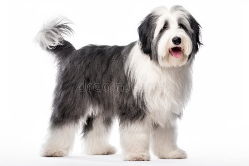 Old English Sheepdog Canine Bicolor Cute Photo Background And