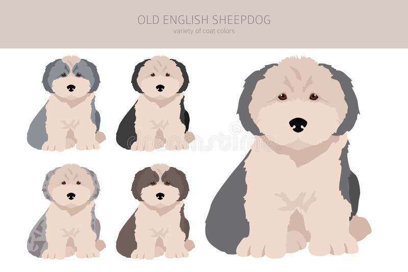 Old English Sheepdog Stock Vector Image & Art - Alamy