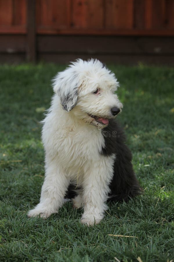 530+ Old English Sheepdog Puppy Pictures Stock Photos, Pictures