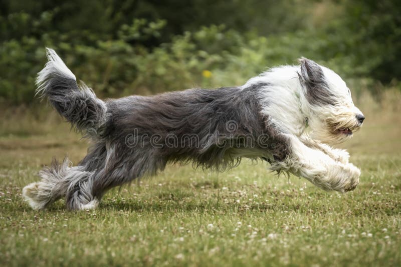 Old English Sheepdog Walking Towards The Camera In A Field Stock Photo,  Picture and Royalty Free Image. Image 195591118.