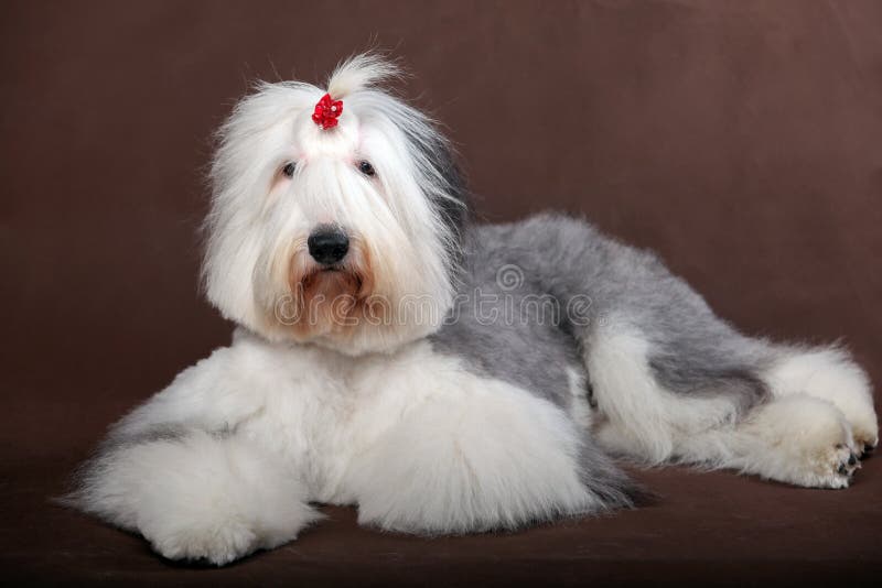 Old English Sheepdog Stock Photo, Royalty-Free