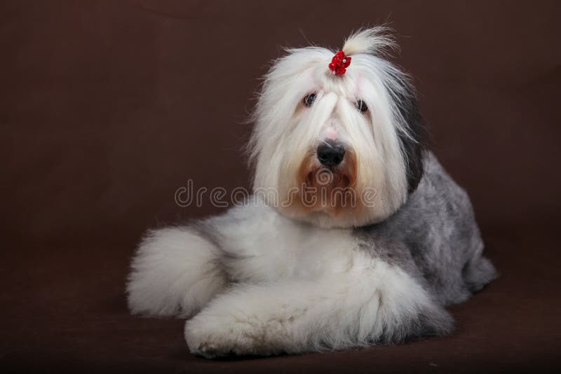 Old English Sheepdog Sitting In White Studio Stock Photo, Picture and  Royalty Free Image. Image 66897264.