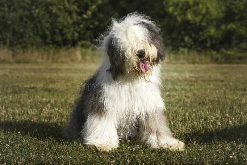 Old English Sheepdog Walking Towards The Camera In A Field Stock Photo,  Picture and Royalty Free Image. Image 195591118.