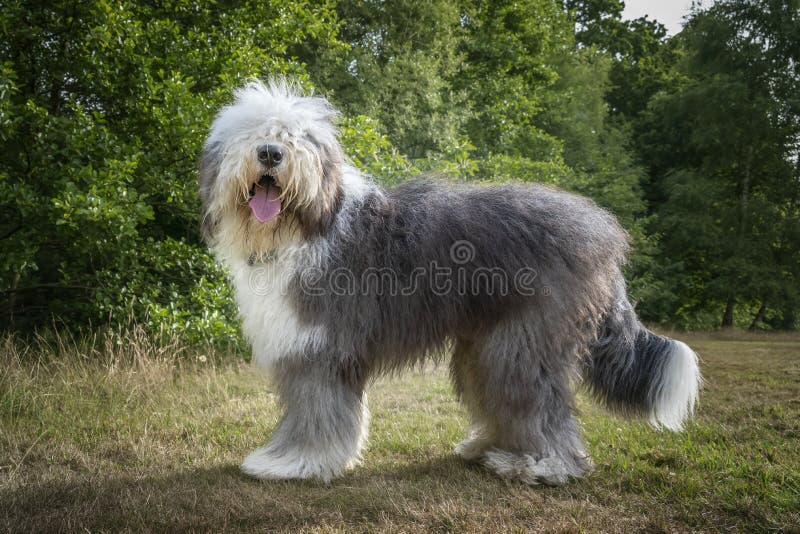 Old English Sheepdog Walking Towards The Camera In A Field Stock Photo,  Picture and Royalty Free Image. Image 195591118.