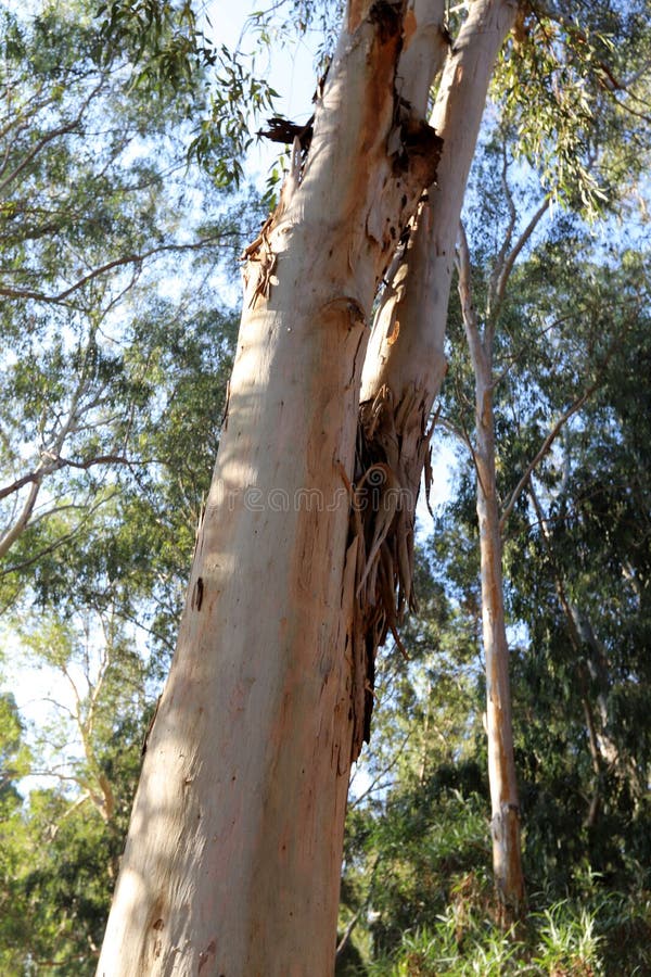 Old Eucalyptus Trees Grow in the Park Stock Image Image of trees