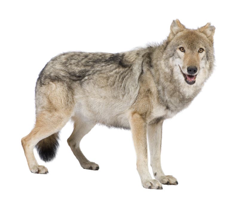 Old European wolf - Canis lupus lupus