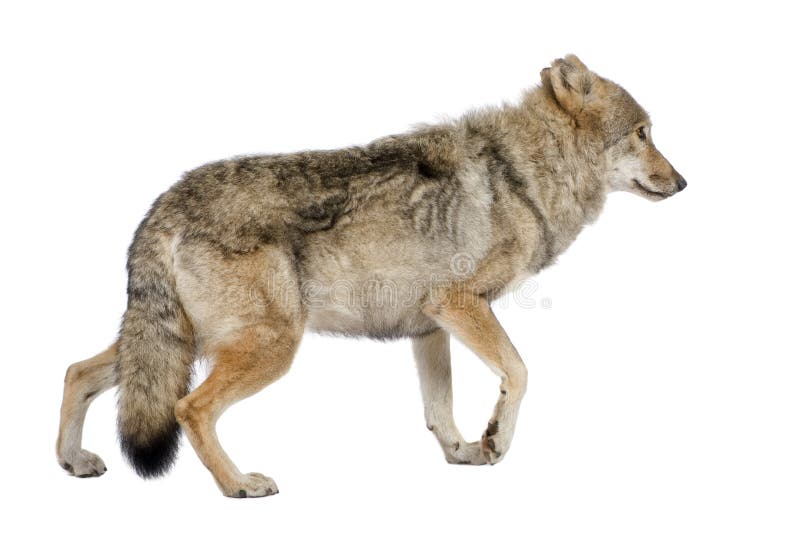 Old European wolf - Canis lupus lupus