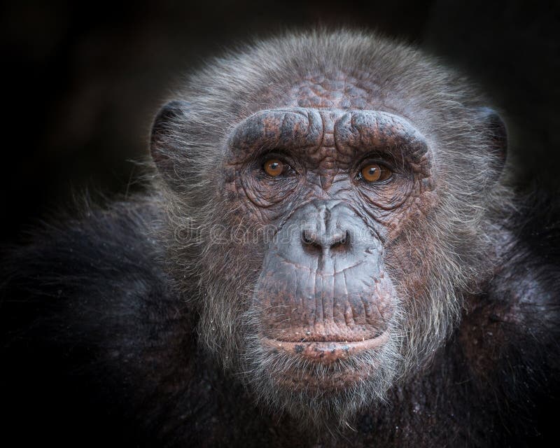 chimpanzee face eatan oprah chimpanzee face eatan oprah