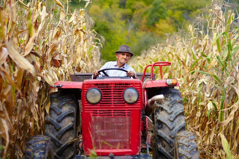 Old farmer driving the tractor in the cornfield