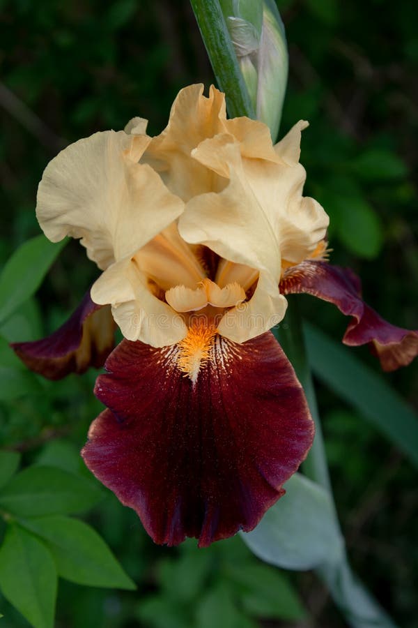 Bearded Iris Vase Stock Photos Free & RoyaltyFree Stock Photos from