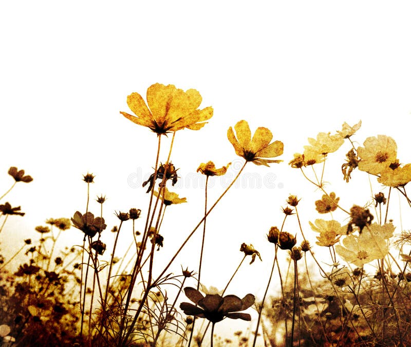 15,753 Old Fashioned Wallpaper Stock Photos Free & RoyaltyFree Stock Photos from Dreamstime