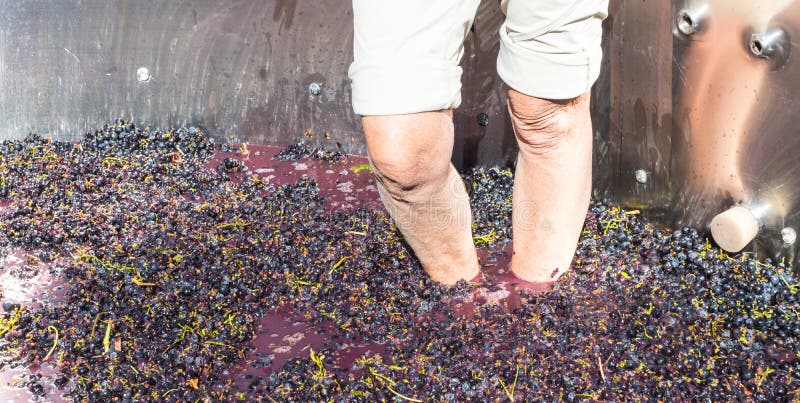 Old Fashioned Grape Stomping royalty free stock images Old Fashioned Grape Stomping royalty free stock images