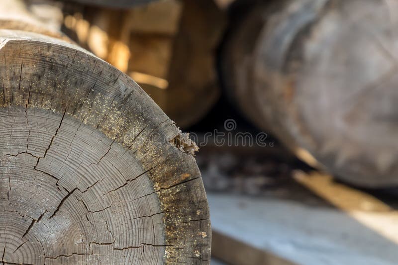 Old felled beam light gray annual ring cracked wood sawmill part of the trunk close-up stock image Old felled beam light gray annual ring cracked wood sawmill part of the trunk close-up stock image