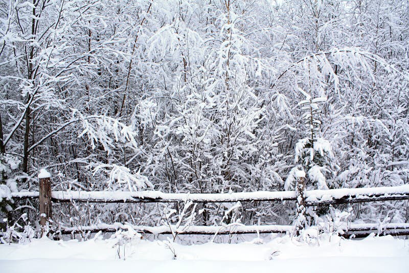 Old fence