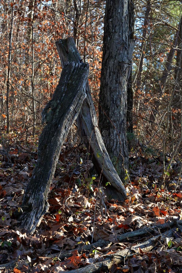Old fence posts royalty free stock photography