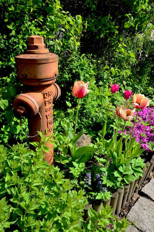 589 Fire Hydrant Garden Stock Photos Free & RoyaltyFree Stock Photos from Dreamstime