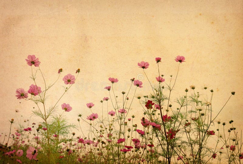 Old flower stock image. Image of grain, abstract, historic 10134285