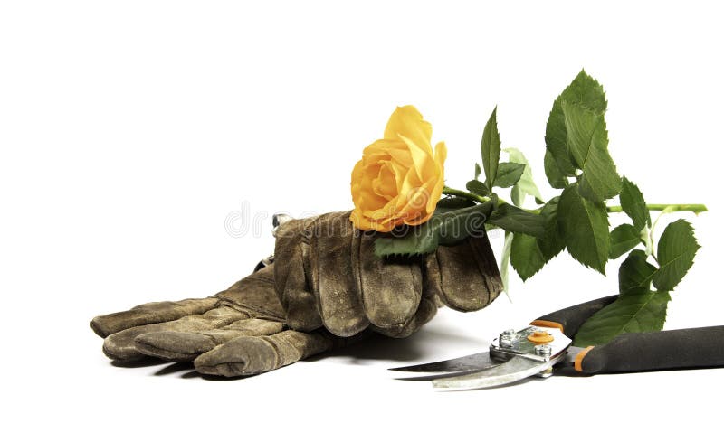 Old gloves, clippers and a yellow rose on a white background