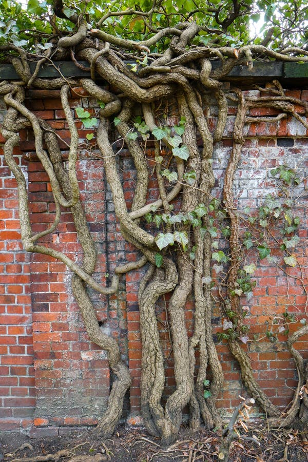 Old gnarly Ivy Vine creeping up an ancient and weathered Cemetery brick wall in Berlin. Thick dry branches