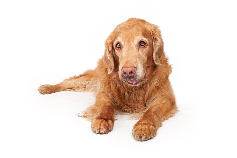 Old Golden Retriever Dog Isolated on White stock photo