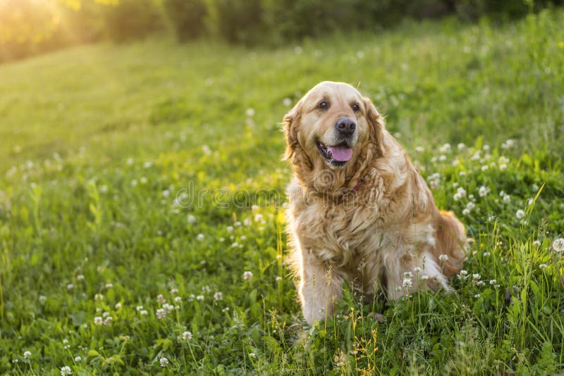 Old golden retriever dog stock image. Image of retriever 94364493