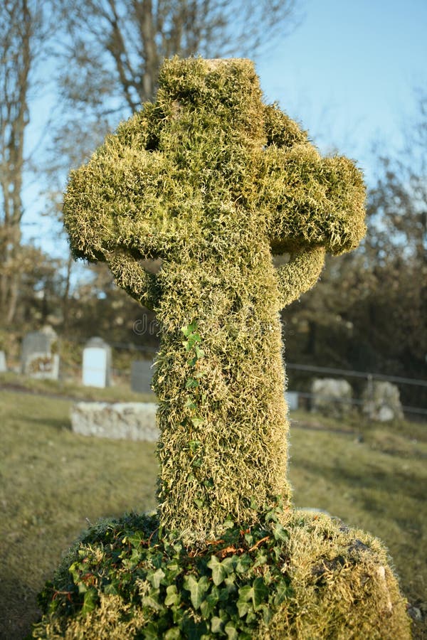 Old gravestone covered in ivy