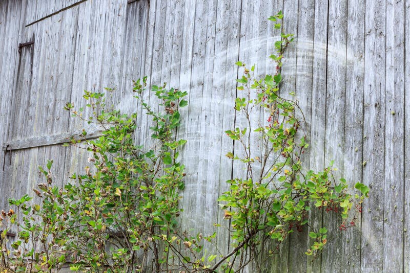 Old grey barn wall stock images