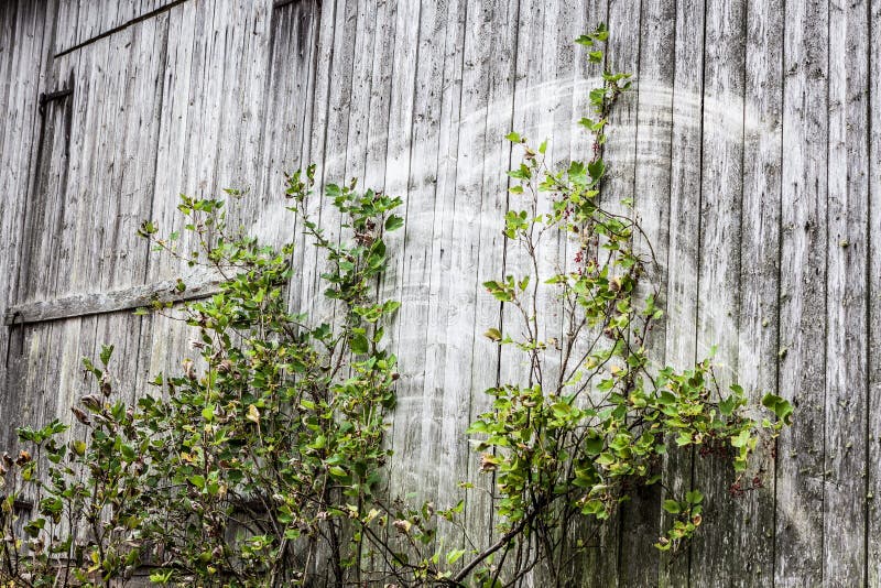 Old grey barn wall stock photo