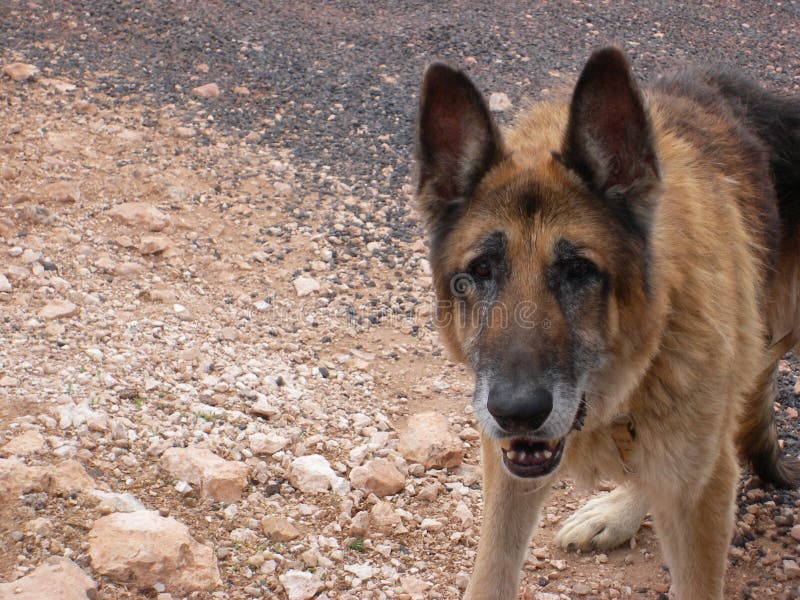 Old Grey Muzzle German Shepherd Dog Stock Image Image of grey