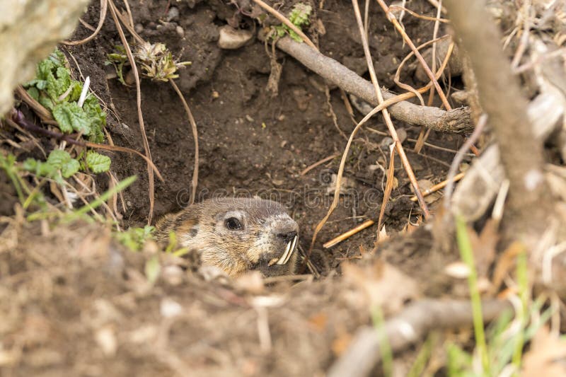 An old groundhog peeking out from his hole