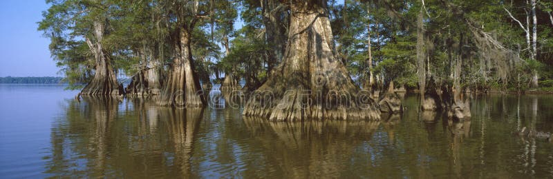 Old-growth cypresses at Lake Fausse Pointe State