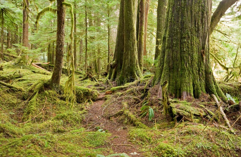 Old growth forest