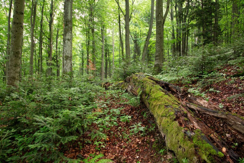 Old-growth forest with rotting tree trunk covered with green moss
