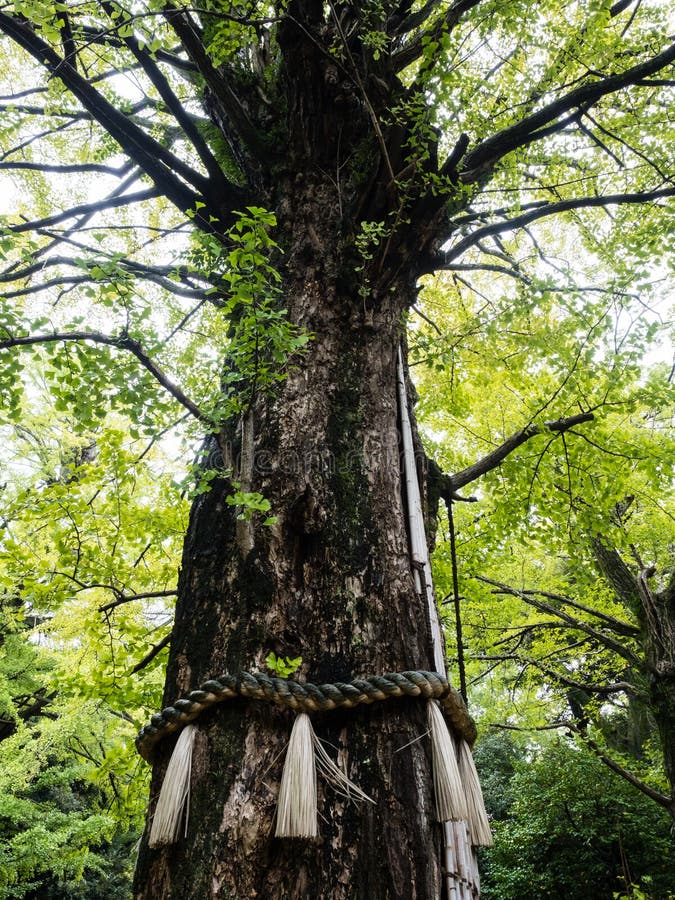 Old Growth Gingko Tree in Tokyo, Japan Stock Photo Image of hikawa