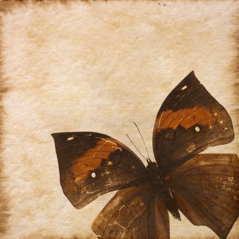 Old grunge butterfly paper texture royalty free illustration