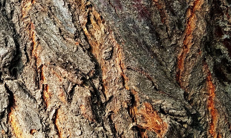 Old grunge dark textured wooden background, The surface of the old brown wood texture, top view brown wood paneling.