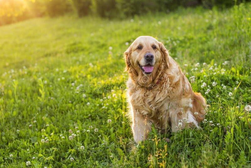 Old golden retriever dog stock photo. Image of adorable 149207194