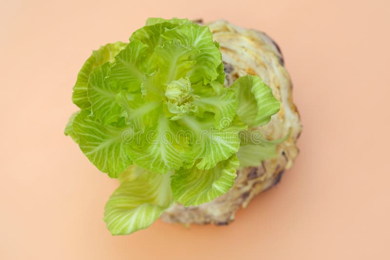 Old Head of Cabbage from it Grows a New Sprout Top View. Stock Photo