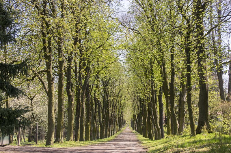 Old historic chestnut alley in Chotebor during spring season, trees in two rows, romantic scene