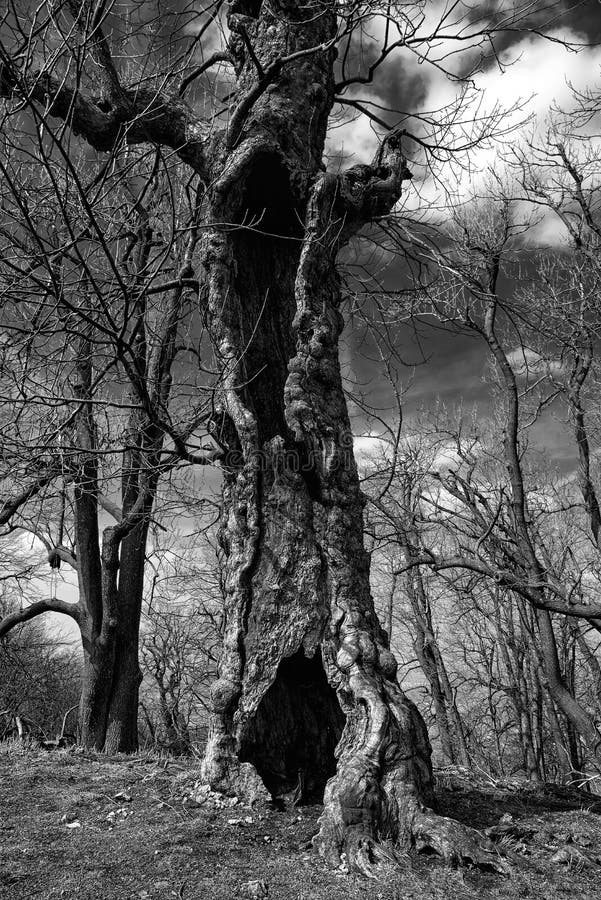 Old hollow tree stock photo. Image of trunk, nature 114845284