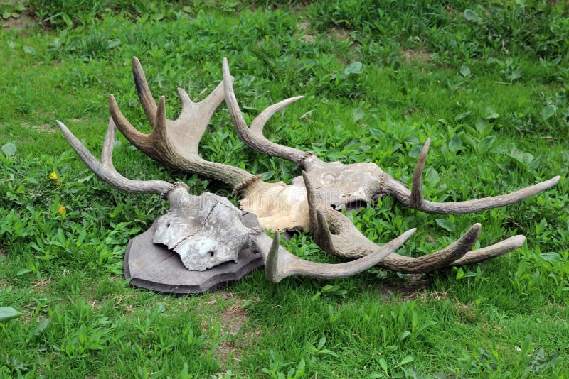 Old horns stock photo. Image of herbivore, horn, green 73859628