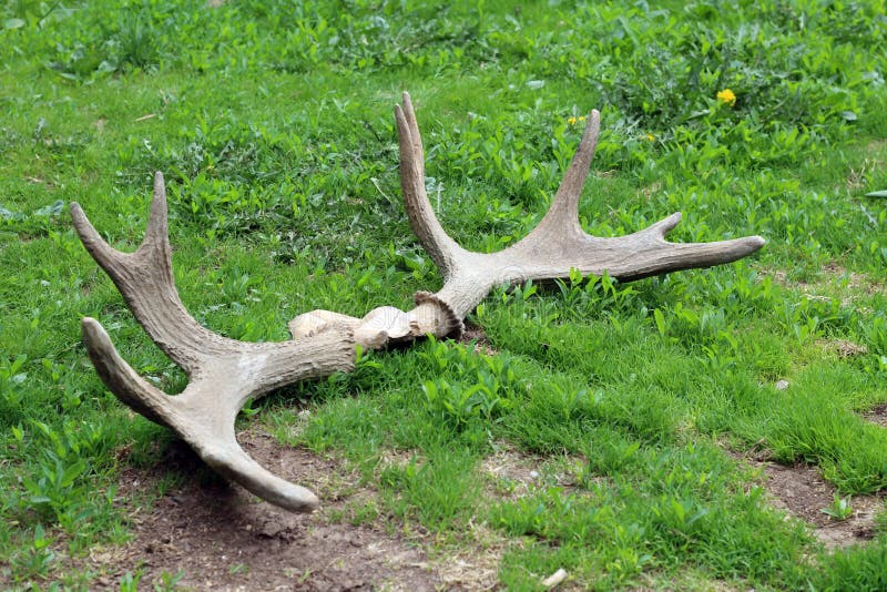 Old horns stock photo. Image of green, antler, nature 73862816