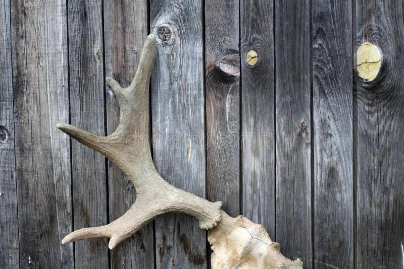 Old horns stock photo. Image of herbivore, wild, grass 73862960