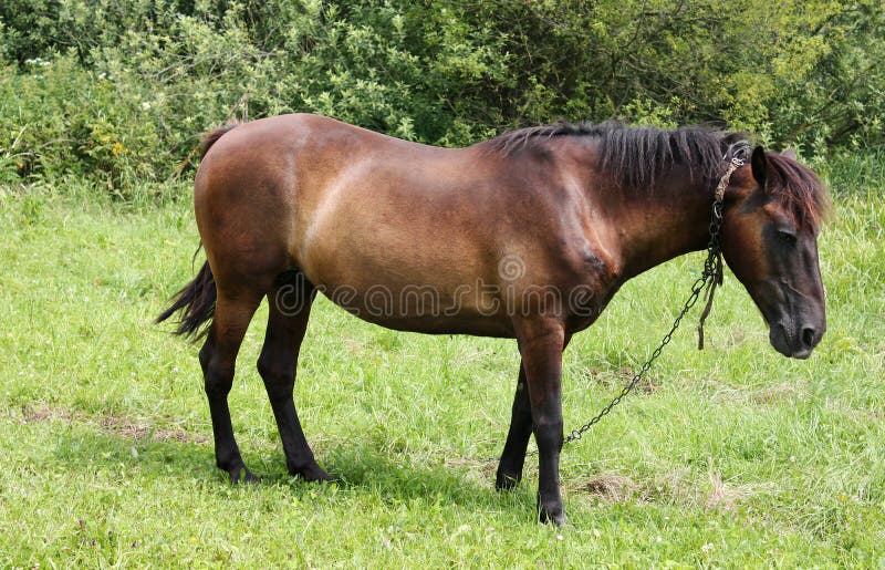 Old Horse Posing In The Field Stock Photo Image of green, color 31262466