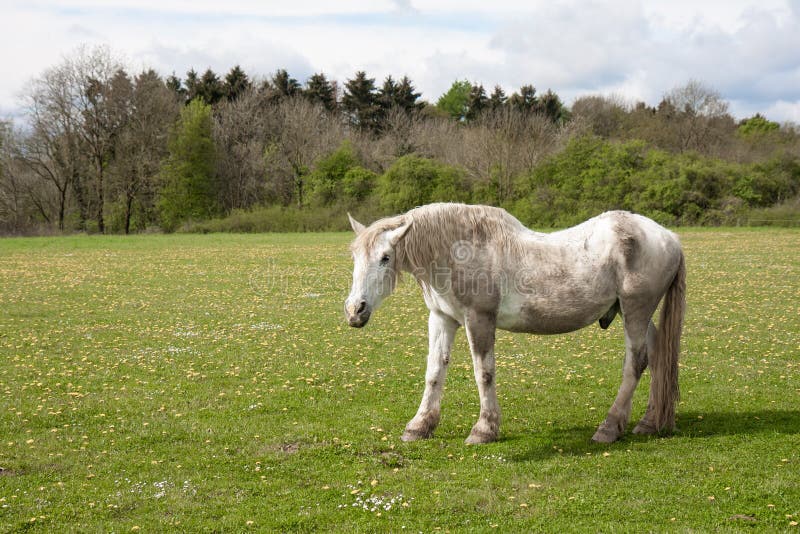 Old horse in a meadow with dandelions