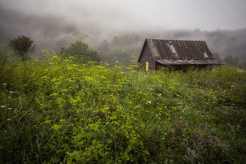 Old house in forest