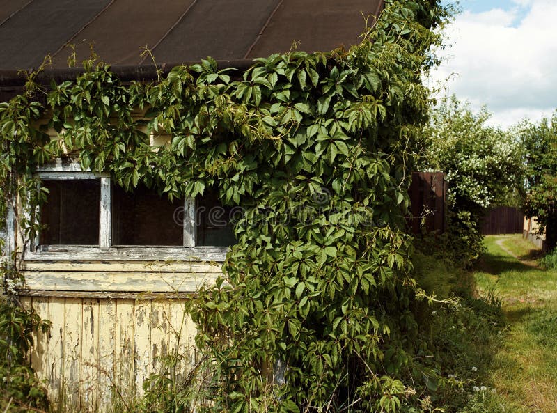 old house window green bush summer village pathway stock images old house window green bush summer village pathway stock images