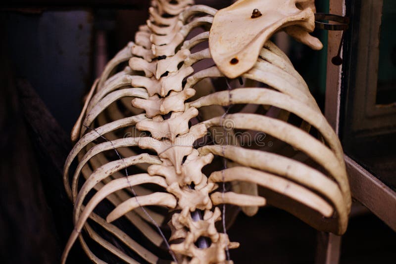 Old human rib skeleton royalty free stock photo Old human rib skeleton royalty free stock photo