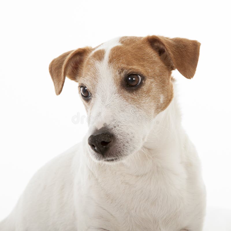 Old Jack Russell Terrier Sitting, Looking at the Camera Stock Image Image of domestic