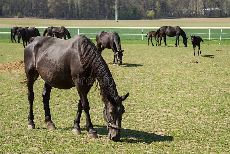 Old Kladrub black horses